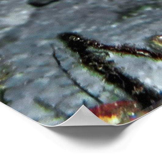 Poster Leopard Moray Eel (Coin)