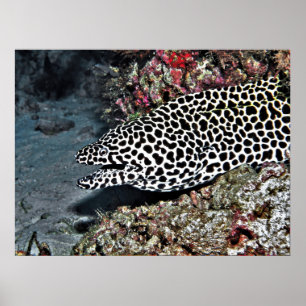 Poster Leopard Moray Eel