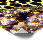 Poster Leopard Moray VII (Coin)