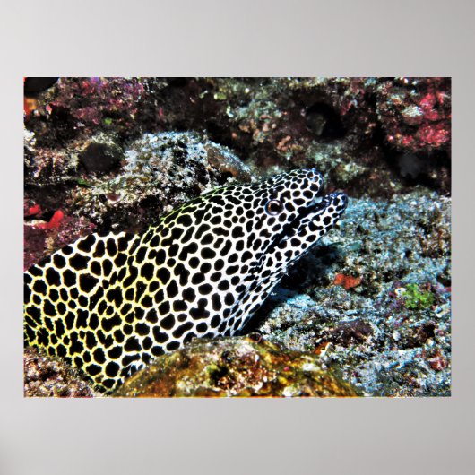 Poster Leopard Moray VII (Devant)