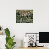 Poster Leopard (Panthera pardus), Kenya, Masai Mara (Bureau à domicile)
