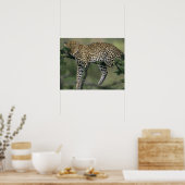 Poster Leopard (Panthera pardus), Kenya, Masai Mara (Cuisine)