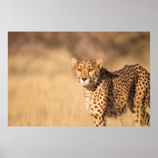POSTER LEOPARD PORTRAIT (Devant)