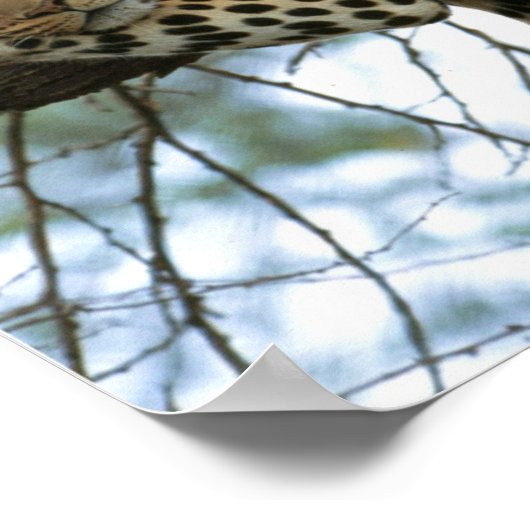 Poster Léopard posé dans l'arbre (Coin)