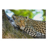 Poster Leopard posé dans un arbre (Devant)