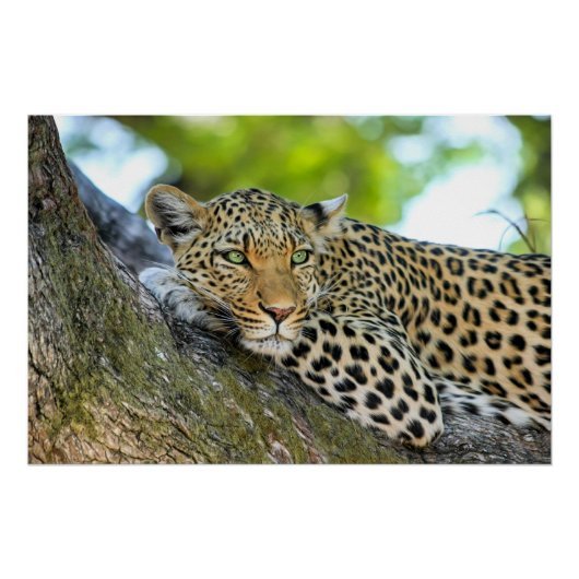 Poster Leopard posé dans un arbre (Devant)