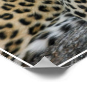 Poster-Leopard Poster (Hoek)