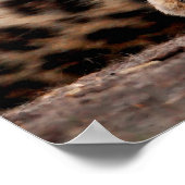 Poster Léopard qui se pose sur son dos (Coin)