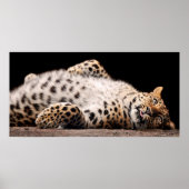 Poster Léopard qui se pose sur son dos (Devant)