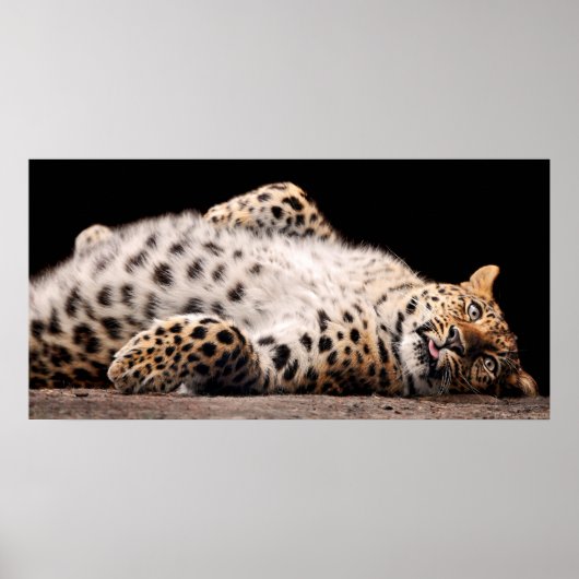 Poster Léopard qui se pose sur son dos (Devant)