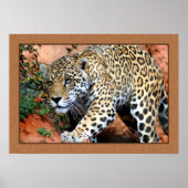 Poster Leopard Stalking Closeup Photographie (Devant)