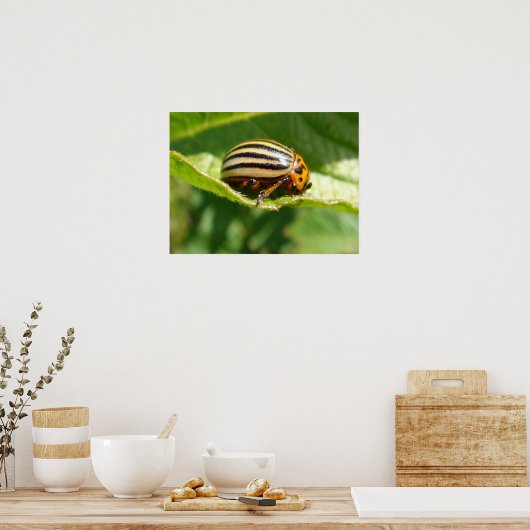 Poster Leptinotarsa decemlineata (Cuisine)