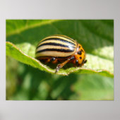 Poster Leptinotarsa decemlineata (Devant)