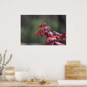 Poster L'érable, (Cuisine)