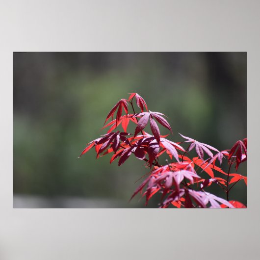 Poster L'érable, (Devant)