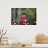 Poster L'érable, (Cuisine)