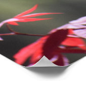 Poster L'érable, (Coin)