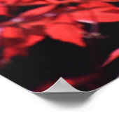 Poster L'érable, (Coin)