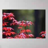 Poster L'érable, (Devant)