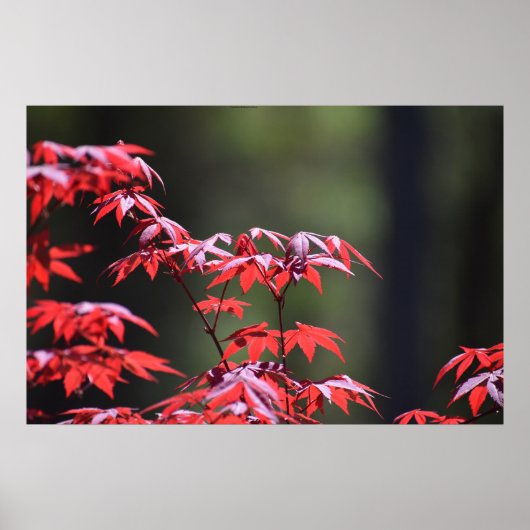 Poster L'érable, (Devant)