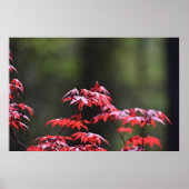 Poster L'érable, (Devant)