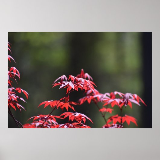 Poster L'érable, (Devant)