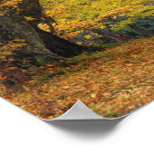 Poster L'érable d'automne surplombant la voie de campagne (Coin)