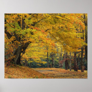 Poster L'érable d'automne surplombant la voie de campagne