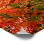 Poster L'érable japonais à l'automne (Coin)
