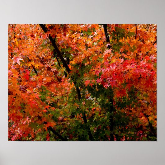 Poster L'érable japonais à l'automne (Devant)