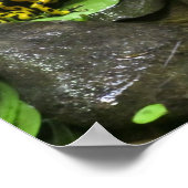 Poster Les amis de la grenouille (Coin)