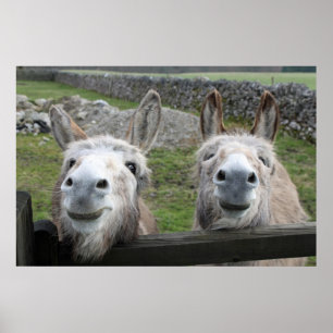 Poster Les ânes souriants