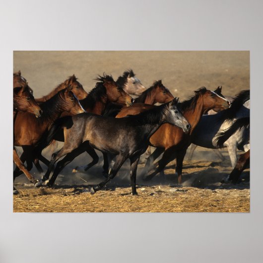 Poster Les Arabes qui courent dans le désert (Devant)