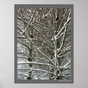 Poster Les arbres dans la neige photo hiver