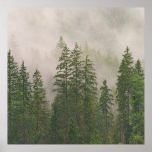 Poster Les arbres de la forêt de Foggy