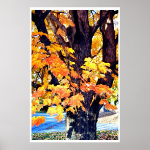 Poster Les arbres de l'érable Feuilles automnales Photogr
