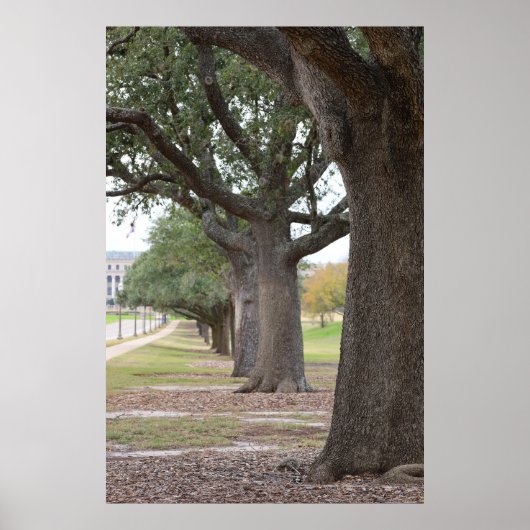 Poster Les arbres de Texas A&M (Devant)