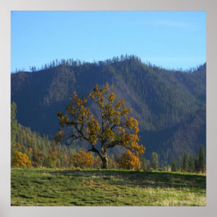 Poster Les arbres m'appellent.....