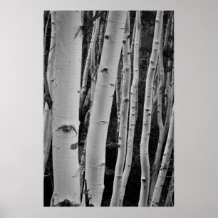 Poster Les arbres ont les yeux