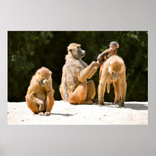 Poster Les babouins et les jeunes