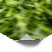 Poster Les balles de golf sont sur de l'herbe verte (Coin)
