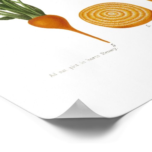 Poster Les betteraves (Coin)