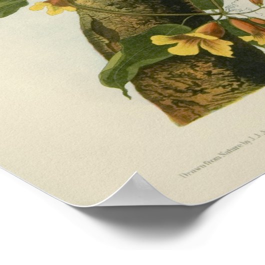 Poster Les Blue Jays d'Audubon (Coin)