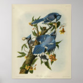 Poster Les Blue Jays d'Audubon (Devant)