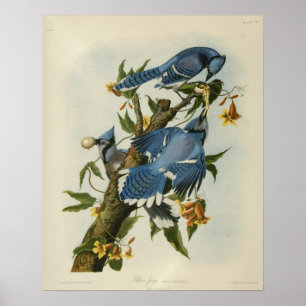 Poster Les Blue Jays d'Audubon