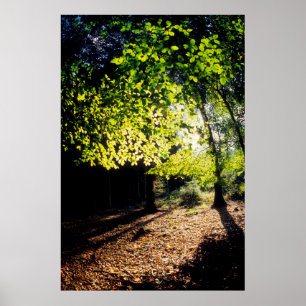 Poster Les bois au printemps