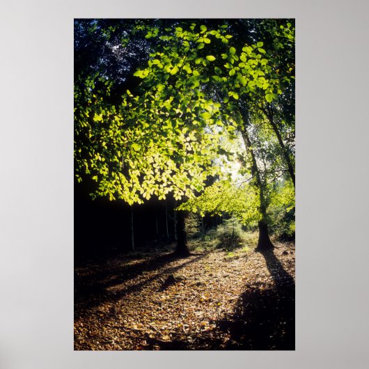 Poster Les bois au printemps (Devant)