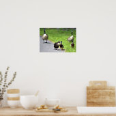 Poster Les canards malheureux avec l'oie (Cuisine)