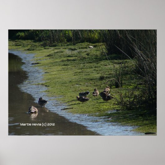 Poster Les canards se tiennent dehors (Devant)