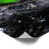 Poster Les canaris adultes sont de petits oiseaux, enviro (Coin)